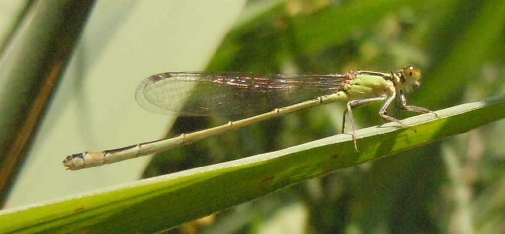 Ischnura a colori